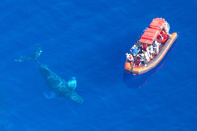 Maui Whale-Watching Tour by Raft from Kihei - Value check: is $84.14 worth it for 1.5 hours in Maui waters?