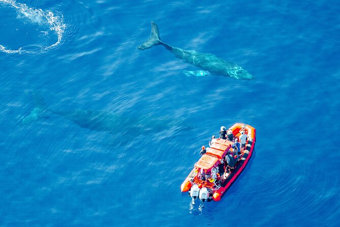 Maui Whale-Watching Tour by Raft from Kihei - The 90-minute route: passing Wailea and Keawakapu on the way out