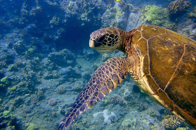 Maui's Only Clear Bottom Kayak Rental (priced per tandem kayak) - Your Gear and Lesson: PFD, Paddles, and a Quick Start