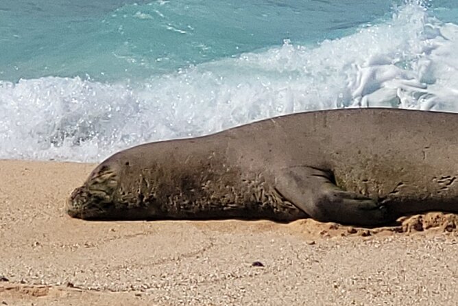 Maui's Only Clear Bottom Kayak Rental (priced per tandem kayak) - Where You Start at Makena Landing Park (and Why That’s Good)
