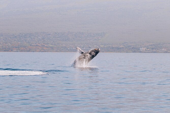 Midday Whale Watch: Mā’alaea Harbor - Key highlights worth your attention