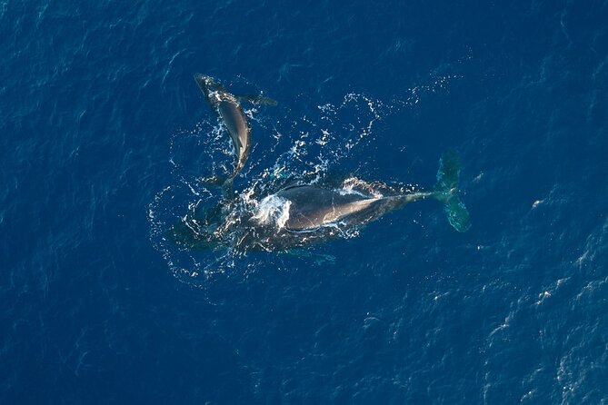 Midday Whale Watch: Mā’alaea Harbor - The ‘Au‘au Channel sail: what you’re really paying for