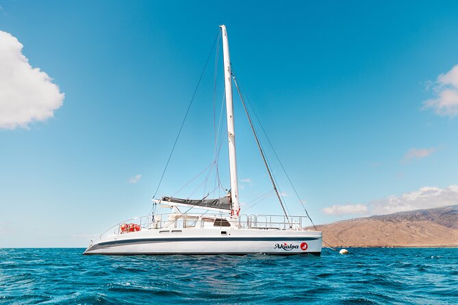 Midday Whale Watch: Mā’alaea Harbor - On-board vibe: snacks, soda, water, and adult beverages