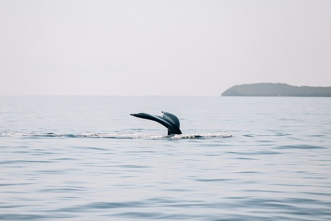Midday Whale Watch: Mā’alaea Harbor - Price and value: is $100.22 worth it?