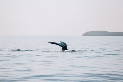 Midmorning Whale Watch from Lahaina Harbor - What you’ll likely see: humpback breaches, tail slaps, and calves