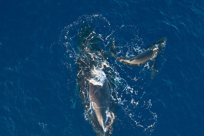Midmorning Whale Watch from Lahaina Harbor - Included snacks and drinks: what you actually get on board