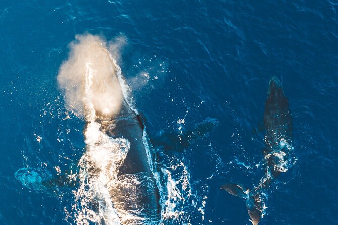 Midmorning Whale Watch from Lahaina Harbor - Should you book this Lahaina midmorning whale watch?