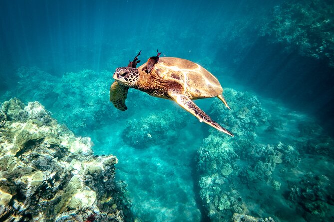 Molokini Crater Snorkel & Whale Watch Adventure (Dec 15-Mar 30) - Molokini Crater in 2.5 Hours: A Fast Way to See Maui Reef Life