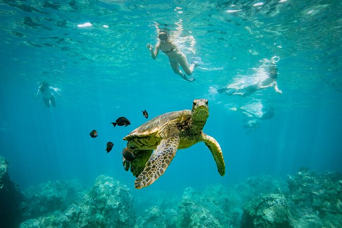 Molokini Crater Snorkel & Whale Watch Adventure (Dec 15-Mar 30) - Whale Watching on the Way: How to Read the Ocean for Signs