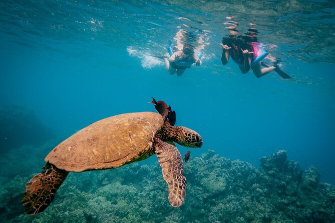 Molokini Crater Snorkel & Whale Watch Adventure (Dec 15-Mar 30) - Tips That Improve Your Chances: Sun, Sea Sickness, and Where to Stand