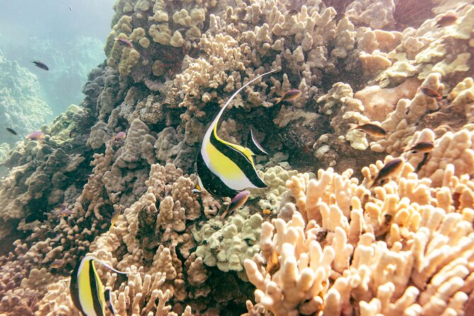 Molokini Crater Snorkel & Whale Watch Adventure (Dec 15-Mar 30) - Who This Trip Fits Best (and Who Should Skip It)