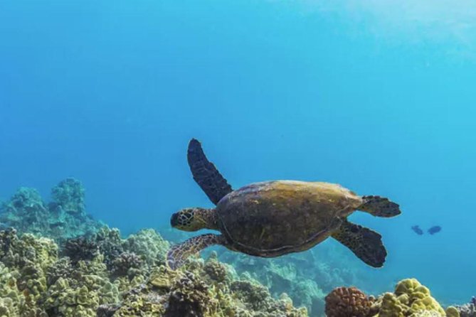 Molokini & Turtle Adventure: Small Group from Ma'alaea Harbor - Before snorkeling: how Ma’alaea sets you up for a good day