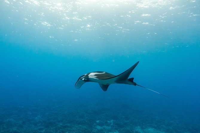 Molokini & Turtle Adventure: Small Group from Ma'alaea Harbor - Food and gear: included so you can focus on the water