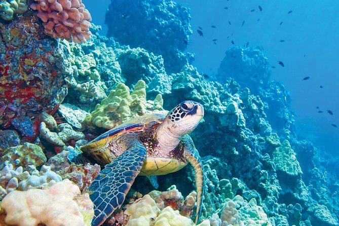 Molokini & Turtle Adventure: Small Group from Ma'alaea Harbor - Getting to Ma’alaea Harbor: start time and meeting point