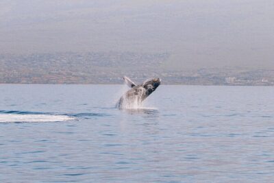 Morning Whale Watch: Lahaina Harbor - What’s included onboard: snacks, drinks, sunscreen, and the value of not rationing your comfort