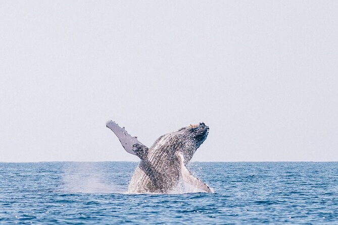 Morning Whale Watch: Lahaina Harbor - The real itinerary: Lahaina Harbor to whale search and back