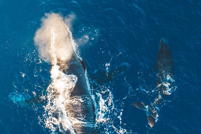 Morning Whale Watch: Lahaina Harbor - Group size and boat comfort: why max 49 people is a big deal