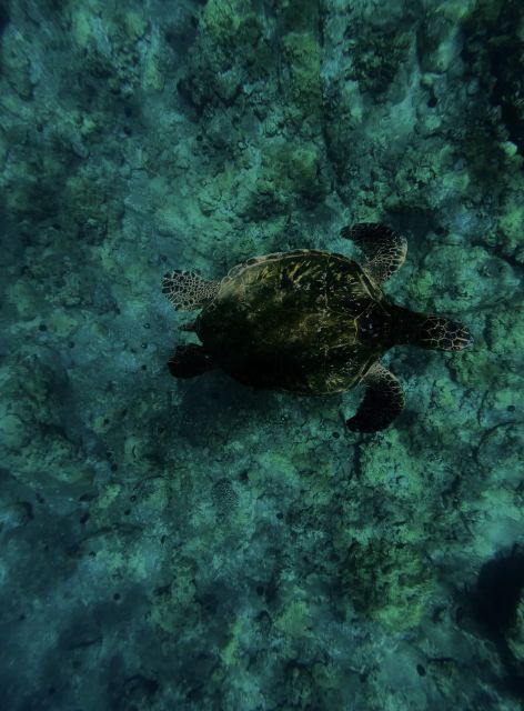 Night Time Snorkel At Turtle Town With Lights And Stars - Where You Start: Makena Landing Park and the White Van