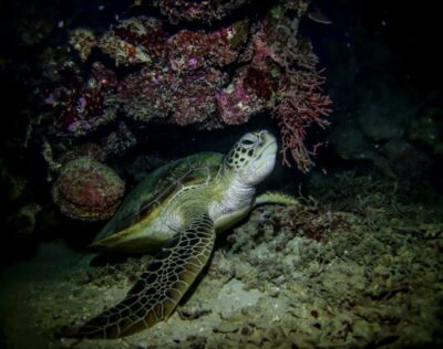 Night Time Snorkel At Turtle Town With Lights And Stars - Entering Turtle Town at Night: What Makes This Tour Different