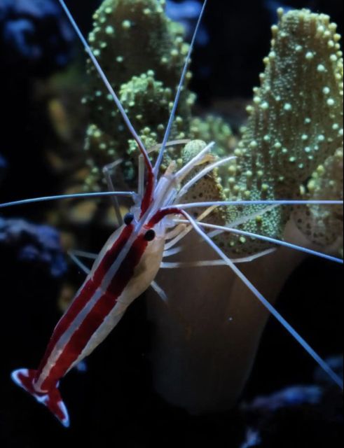 Night Time Snorkel At Turtle Town With Lights And Stars - Gear and Safety: What You’re Given Before You Enter the Water