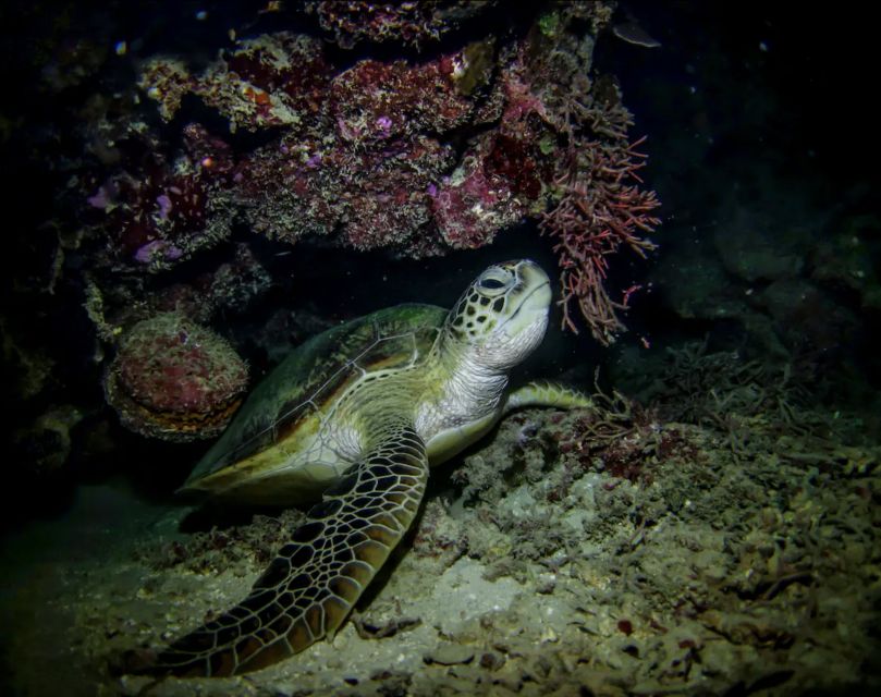 Night Time Snorkel At Turtle Town With Lights And Stars - Entering Turtle Town at Night: What Makes This Tour Different