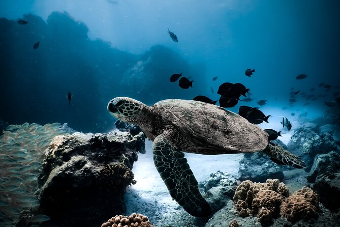 Night-Time Snorkel at TurtleTown with Stars, Lights, and Photos - Key points to know before you go