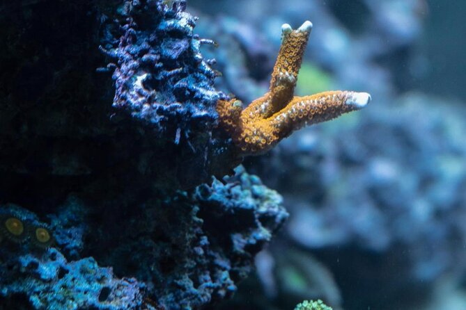 Night-Time Snorkel at TurtleTown with Stars, Lights, and Photos - Wildlife: turtles first, then the extras (octopus, sharks, rays)