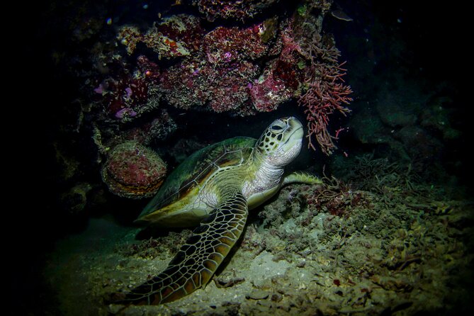 Night-Time Snorkel at TurtleTown with Stars, Lights, and Photos - Guides and safety: why the small group feels better in the dark