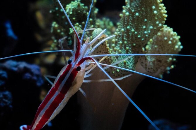 Night-Time Snorkel at TurtleTown with Stars, Lights, and Photos - Photos with the tour: when they’re worth it