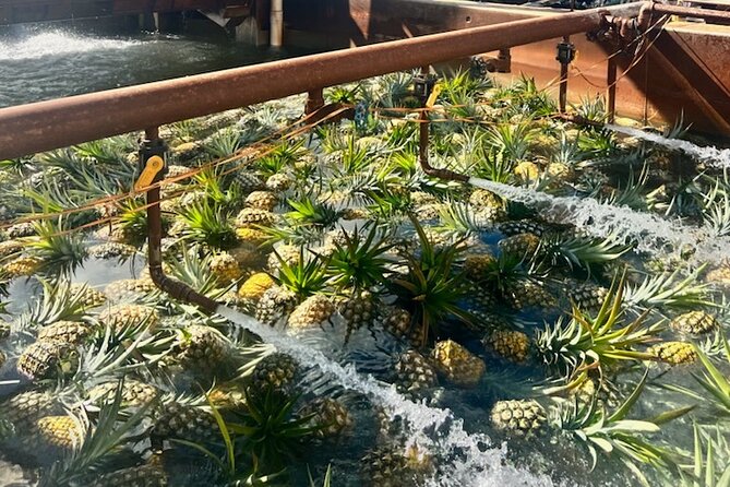 North Shore Dole Pineapple Farm Tour - Early Pickup, Real Value: Why 6:55am Matters