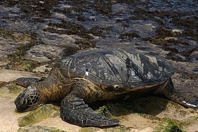 North Shore / Waimea, Falls Day & Swim with Turtles - Shopping and local vendors on the North East side