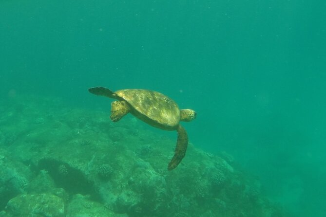 Northshore ocean adventure and circle islandJeep Tour- Guaranteed to see turtles - Makapuʻu and Nuuanu Pali: two viewpoints that put the island into context