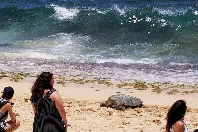 Northshore,Kailua,or Honolulu's Private Grand Circle Island Tour - Price and what you’re really paying for (private time + a real guide)