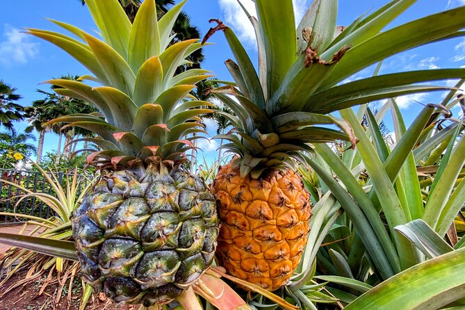 Oahu Circle Island Small Group Tour - Price and Value: Is $129 Worth It?