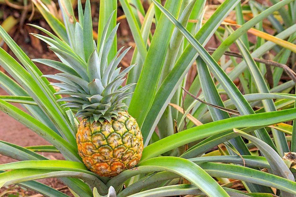 Oahu: Circle Island Top Sights Full-Day Tour w/ Local Guide - Haleiwa Town and Matsumoto’s Shave Ice: The Classic Break
