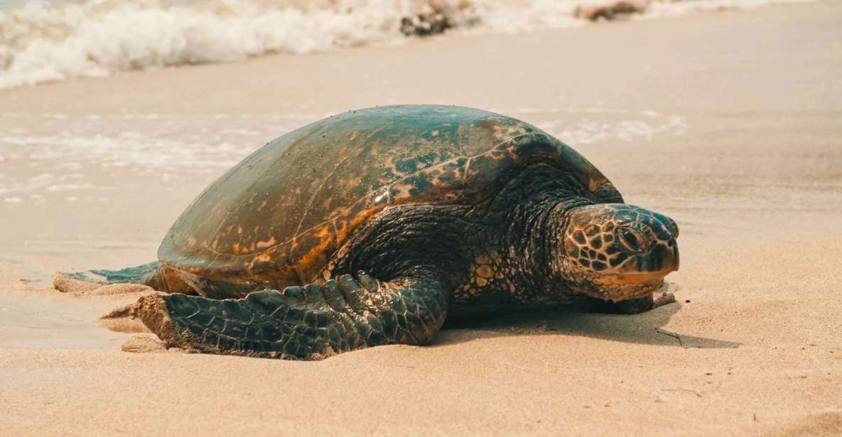 Oahu Circle Island Tour - Best Spots & Beaches - Key things I’d watch for on this Circle Island day