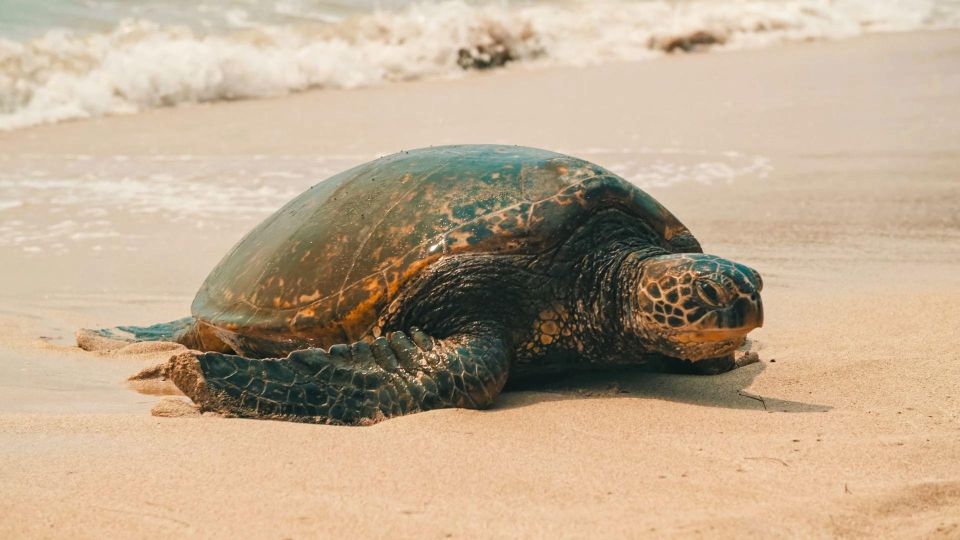 Oahu Circle Island Tour - Best Spots & Beaches - Why this Circle Island route feels worth the money