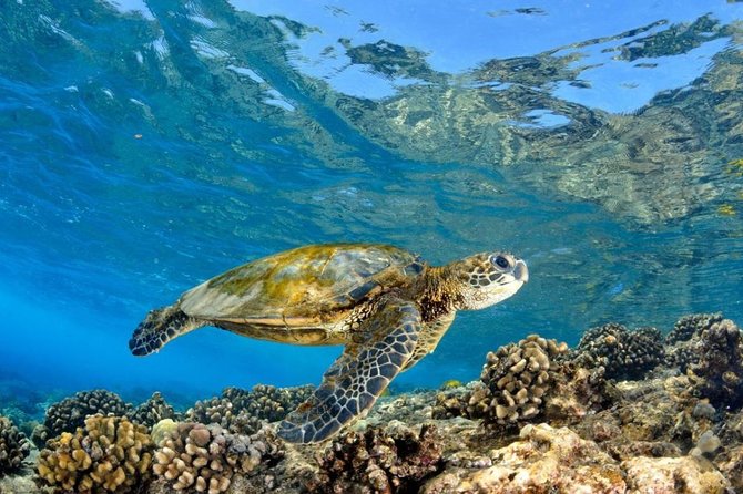 Oahu Circle Island Tour with Turtle Snorkeling— Small-Groups - Waimanalo and the windward-side stops that keep it interesting