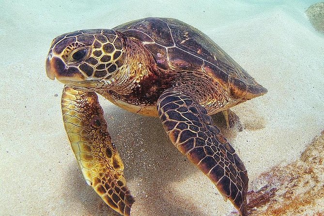 Oahu Circle Island Tour with Turtle Snorkeling— Small-Groups - Turtle Town snorkeling: the main event for green sea turtles