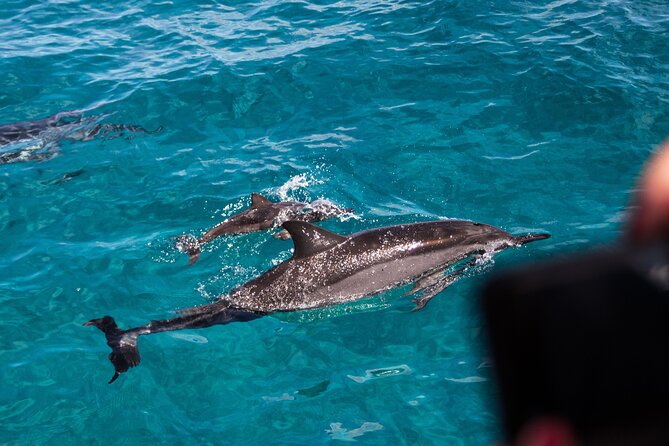 Oahu Dolphin and Snorkel Tour with Waikiki Pickup & Lunch - Oahu Dolphin and Snorkel: what you’re really buying
