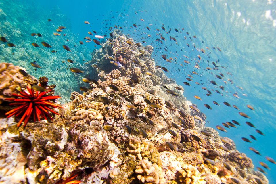 Oahu: Dolphin Swim and Turtle Snorkel Excursion in Waianae - Practical tips so you enjoy the day more