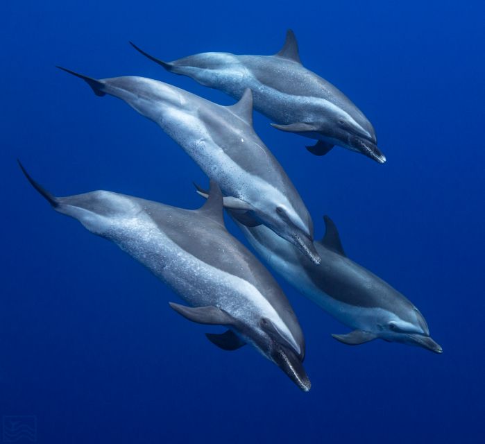 Oahu: Dolphin Swim and Turtle Snorkel Excursion in Waianae - Waianae is the move: why this part of Oahu helps you see more