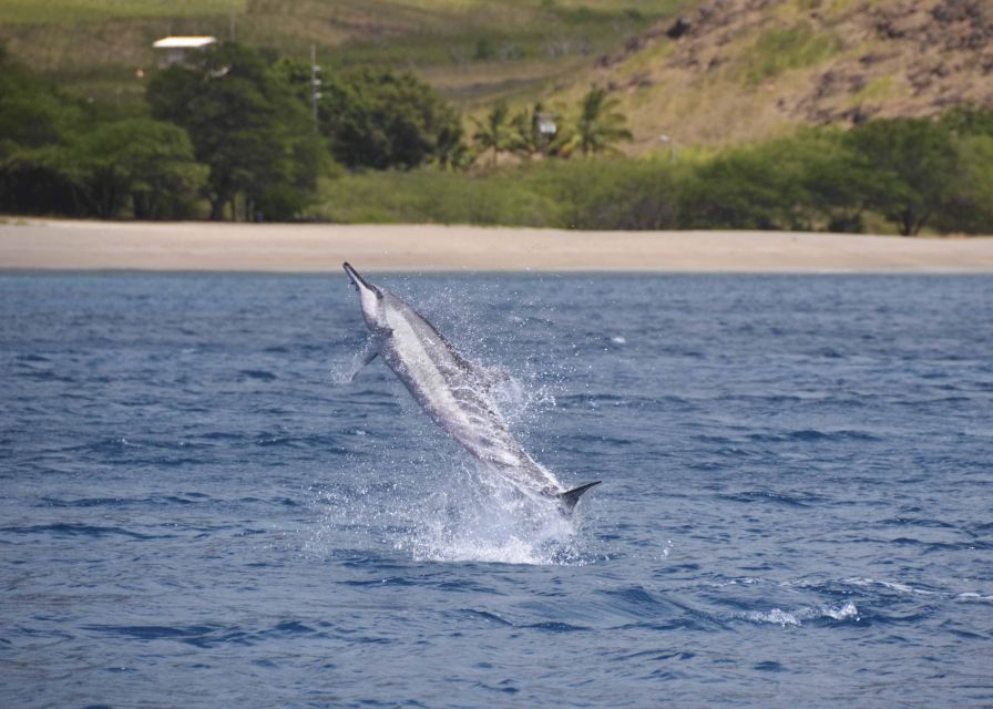 Oahu: Dolphin Swim and Turtle Snorkel Excursion in Waianae - The safety briefing isn’t just paperwork