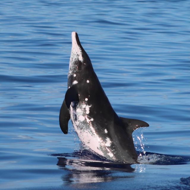 Oahu: Dolphin Swim and Turtle Snorkel Excursion in Waianae - Dolphin hunting: how the crew turns spotting into a sequence