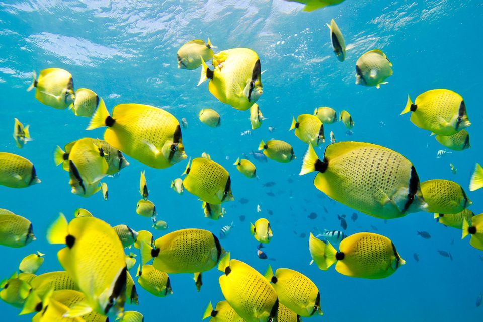 Oahu: Dolphin Swim and Turtle Snorkel Excursion in Waianae - Snorkeling with turtles: what makes the reef time work