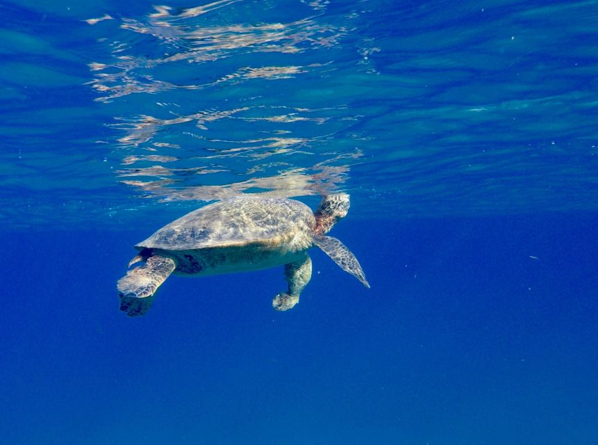 Oahu: Dolphin Swim and Turtle Snorkel Excursion in Waianae - Who should book, and who should skip this one