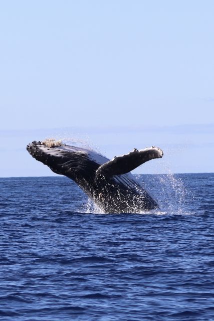 Oahu: Dolphin Swim and Turtle Snorkel Excursion in Waianae - From pickup to the dock: what the 3-hour plan feels like in real time
