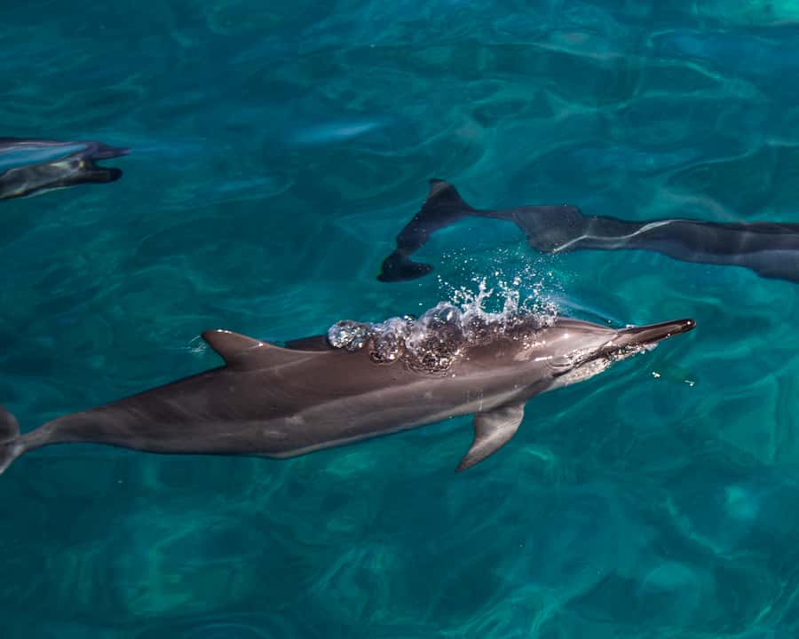 Oahu: Dolphin Watching & Turtle Snorkeling with Waterslide - Key things I’d pin to the top
