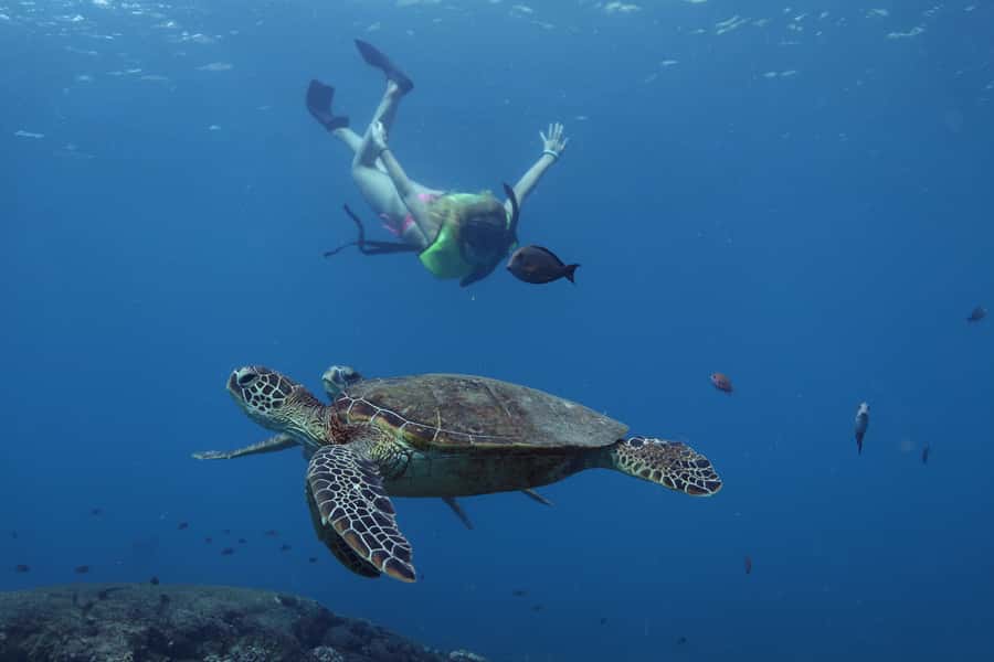 Oahu: Dolphin Watching & Turtle Snorkeling with Waterslide - The first hour: safety briefing, sightseeing, and spinner dolphin watching