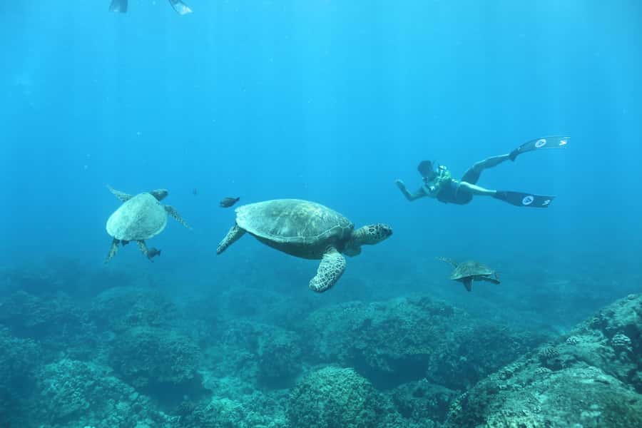 Oahu: Dolphin Watching & Turtle Snorkeling with Waterslide - The 20-foot waterslide: fun factor, safety habits, and what to expect